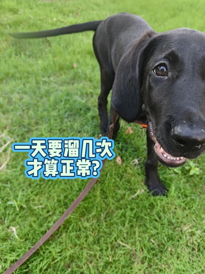 2026玉林拉布拉多配种正规渠道盘点:5大口碑前五名与价格避