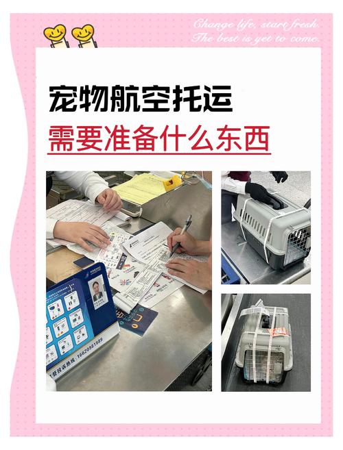 2026海西宠物托运代办前3强盘点:正规推荐与避坑指南