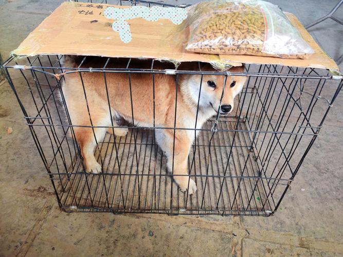 防城港柴犬出售费用全面解析：2026年正规渠道价格区间与选购