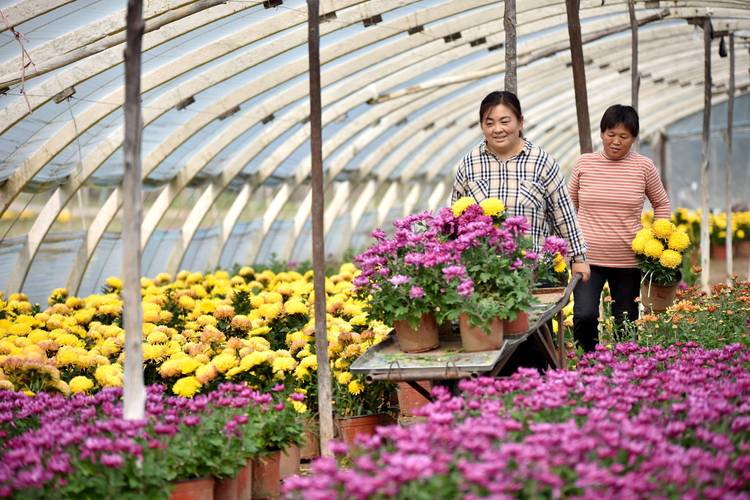 2026年山南鲜花基地供货商5大盘点:源头直供、景观工程与花
