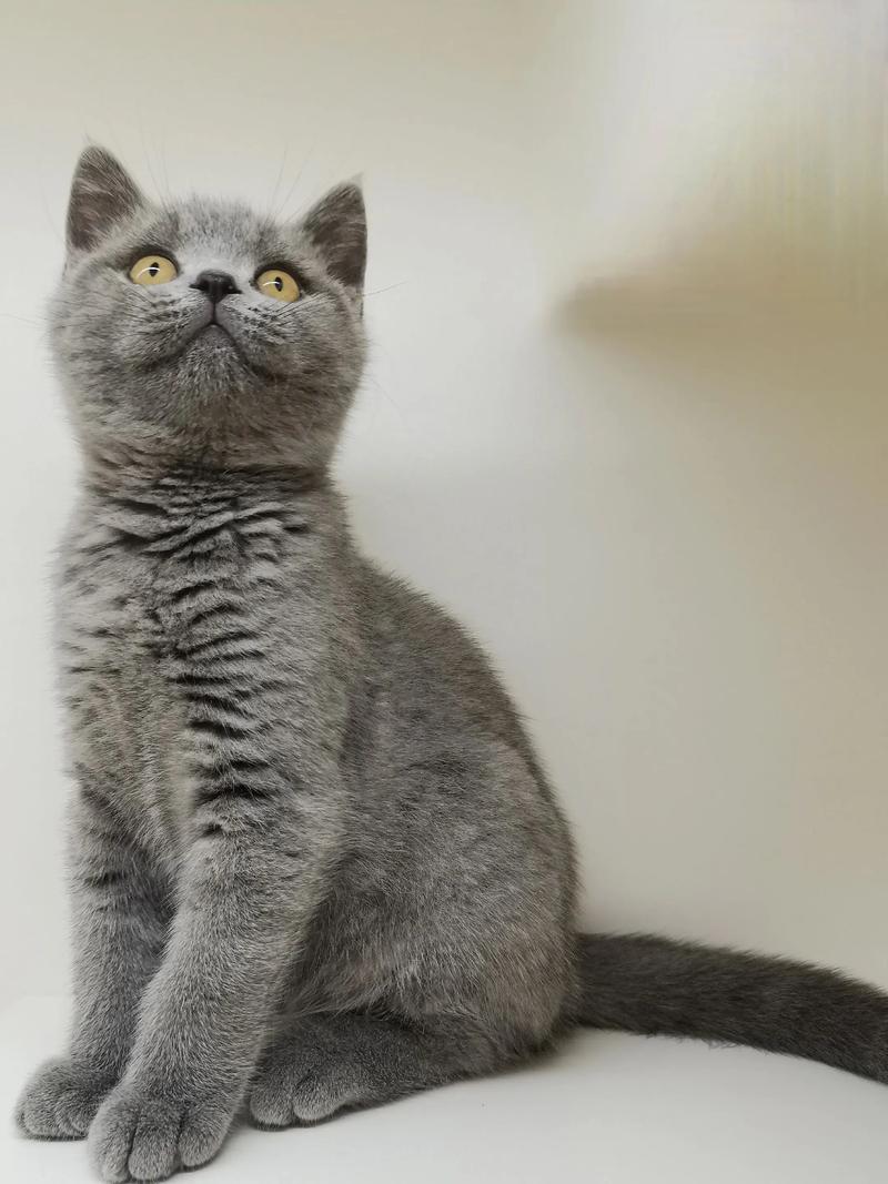 2026孝感英短蓝猫出售哪家好？正规繁育基地推荐与避坑指南