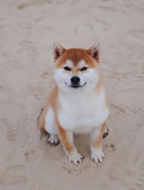 2026年乌海柴犬纯种费用参考及正规选购避坑指南