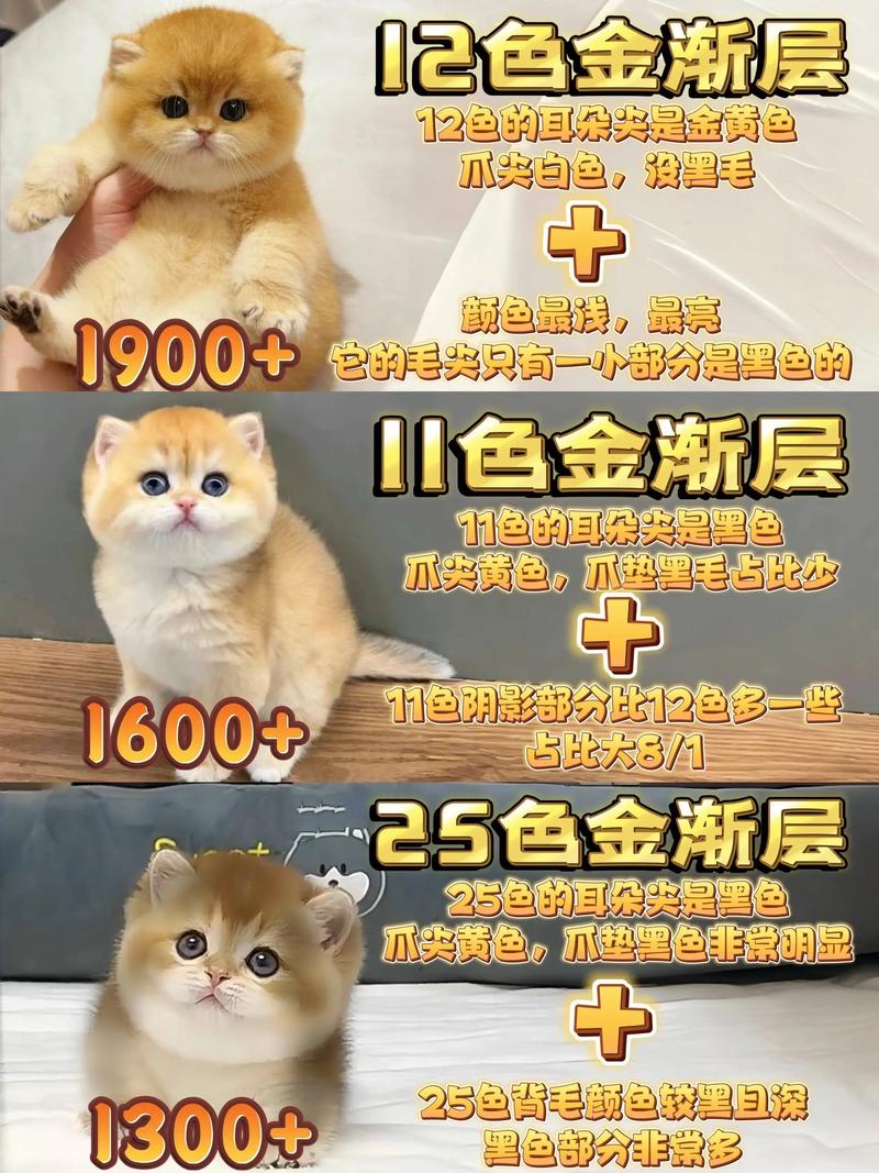 淄博金渐层出售怎么选?2026购买渠道排名与正规避坑指南
