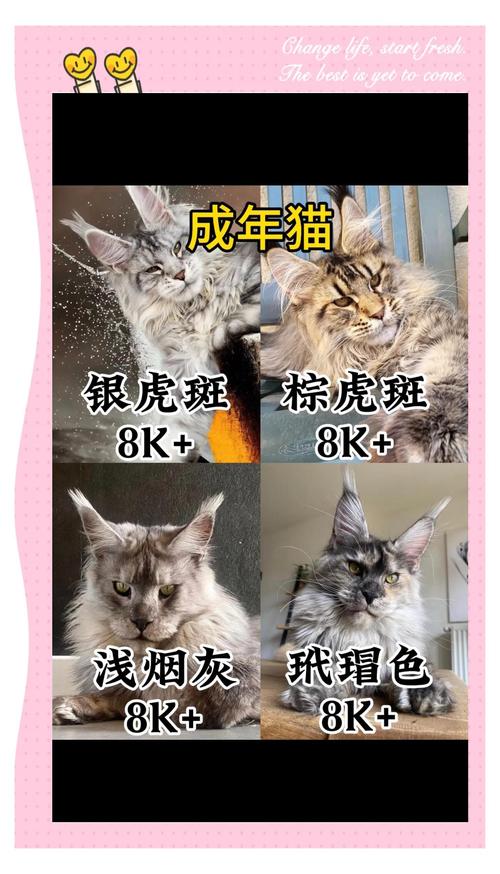 2026资阳缅因猫出售排名指南:如何甄别正规渠道与纯种品质