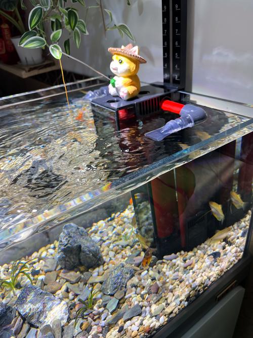 2026攀枝花水族造景服务商推荐清单:TOP5口碑好、价格优