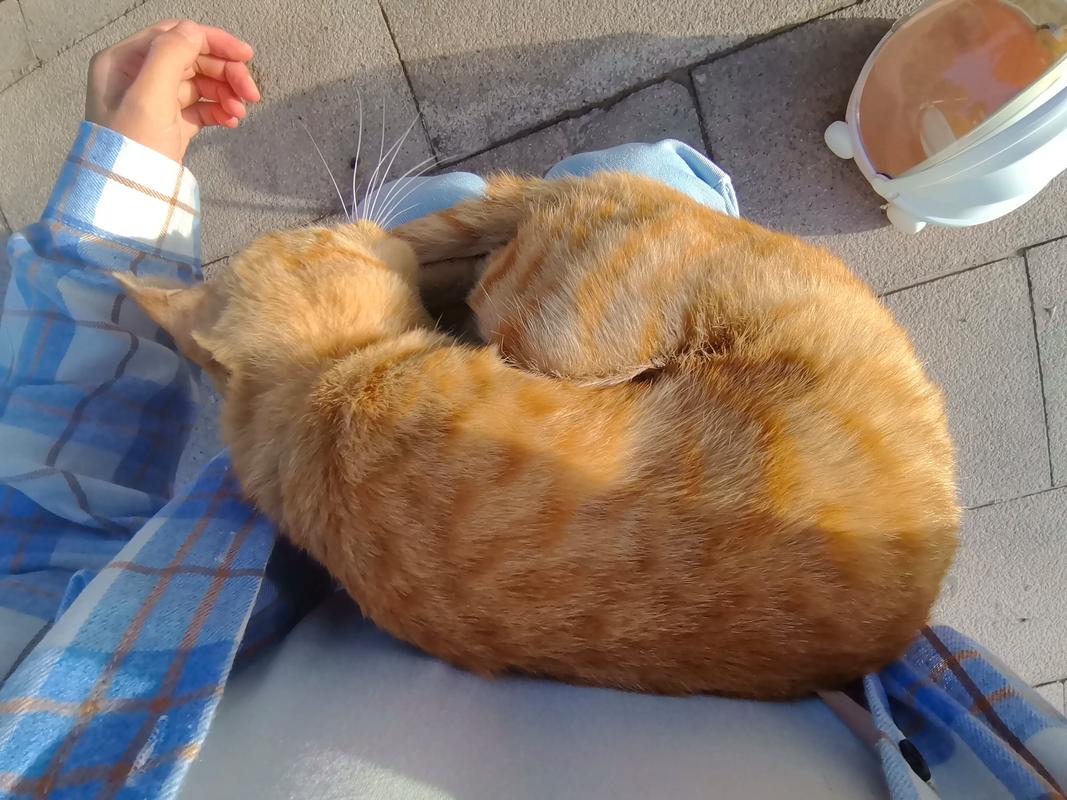 2026年喀什橘猫正宗前十推荐:正规选购指南与价格避坑分析