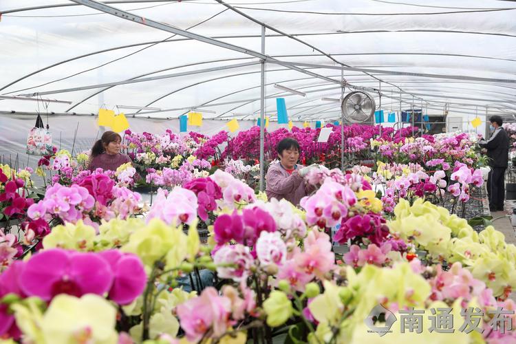 2026南通鲜花常年供货企业TOP5推荐榜单:专业口碑与价格
