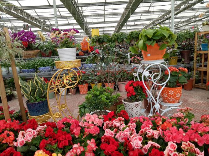 钦州鲜花绿植本地服务商哪家强?2025年行业避坑与推荐指南
