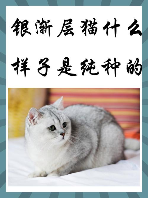 2026镇江银渐层纯种盘点:正规猫舍推荐与选购避坑指南