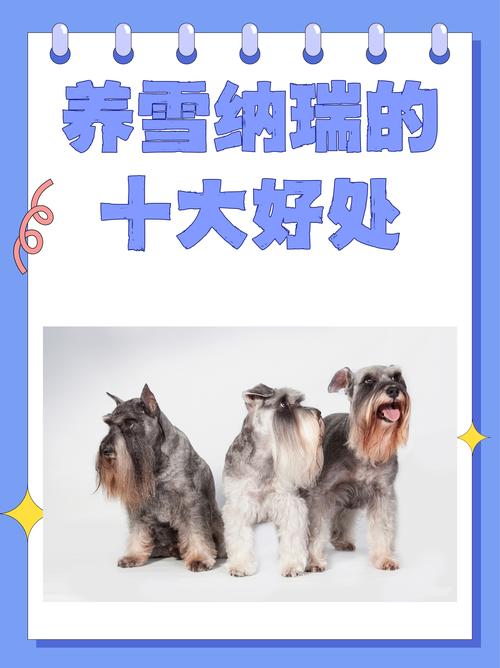 中卫雪纳瑞配种正规机构推荐与价格参考指南