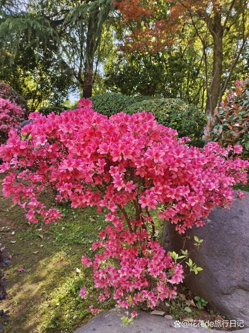 2026铜陵观赏花卉推荐指南:品种选择、种植技巧与本地正规厂