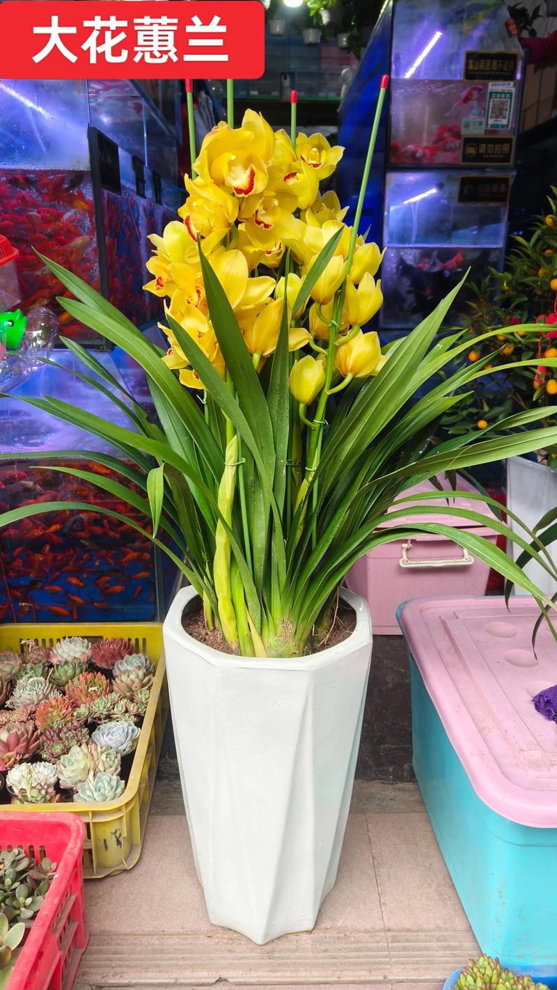 枣庄鲜花绿植经销商推荐:2026年行业十大优质服务商盘点与避