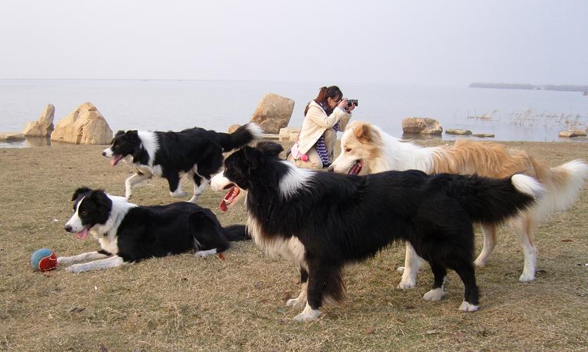 西双版纳苏牧正宗前5名:2026年正规犬舍推荐清单