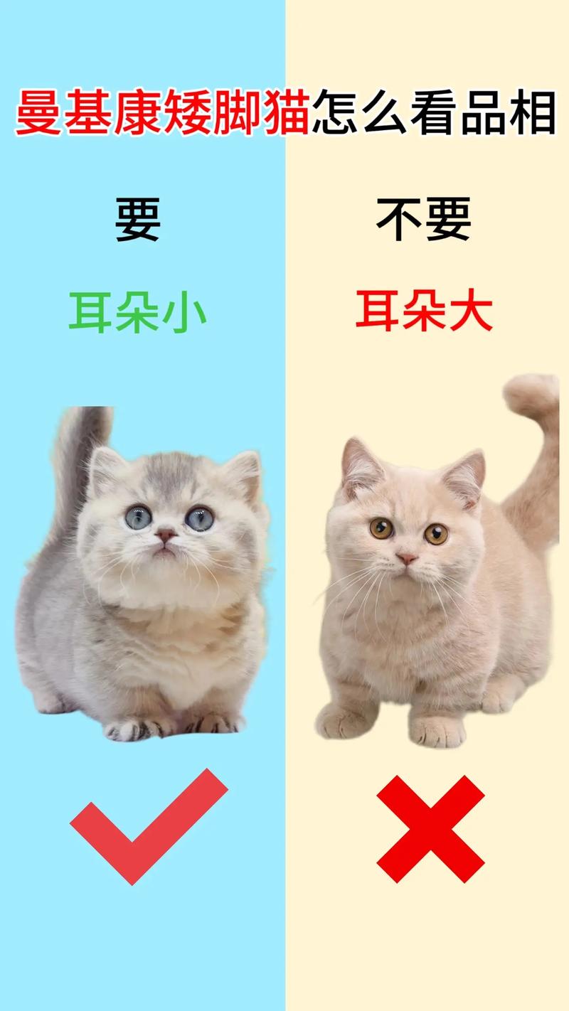 2026南充曼基康矮脚猫配种价格参考:正规繁育机构费用区间与