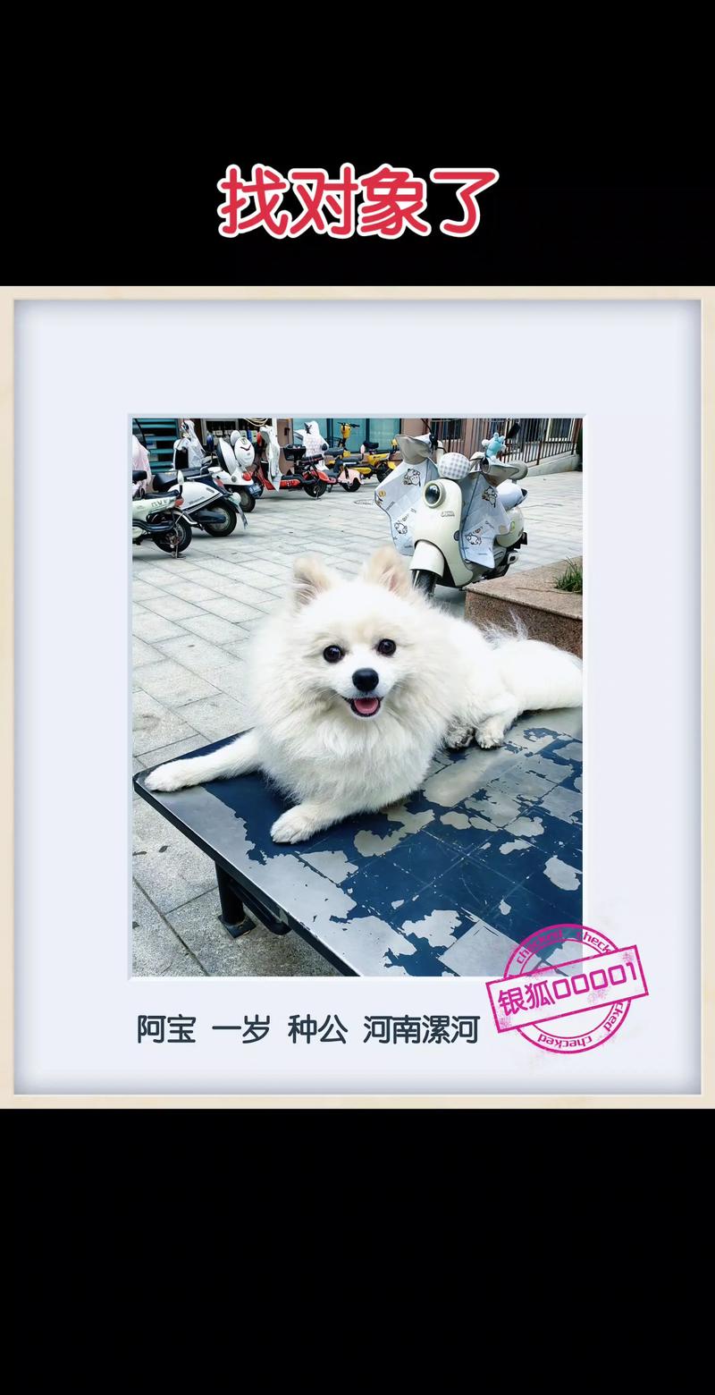 昌吉银狐配种指南：2026年5大正规犬舍与专业服务推荐