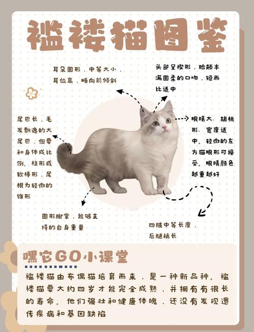 2026太原褴褛猫厂家TOP3推荐:正规选购指南与避坑分析