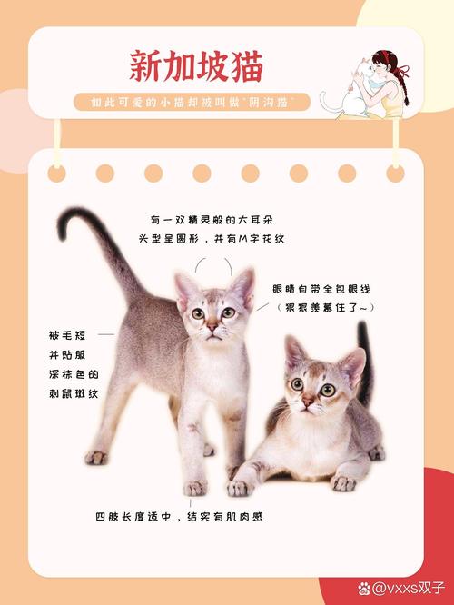 景德镇新加坡猫厂家推荐清单：2024年布偶猫、英短蓝猫及主流