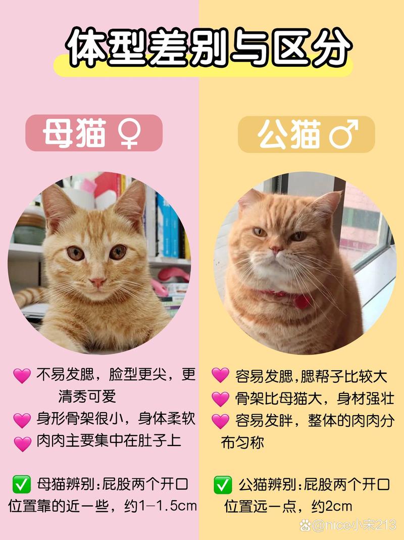 2026台州褴褛猫配种怎么选?正规繁育标准、价格与避坑指南