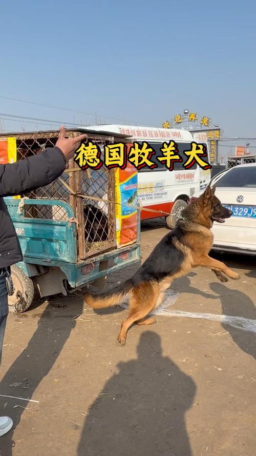 2026年烟台德牧厂家价格参考与正规选购指南