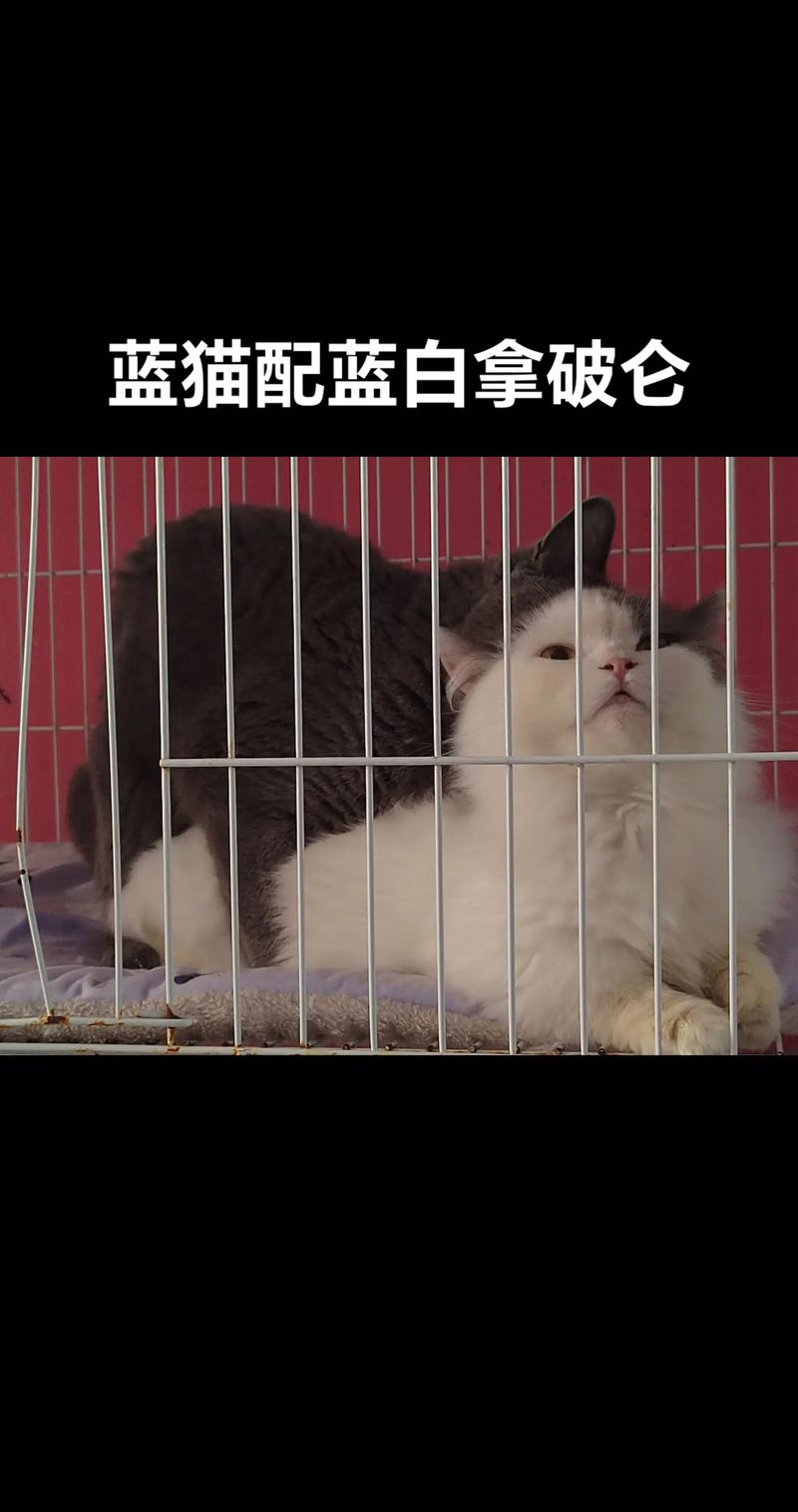 2026苏州蓝猫配种前三强推荐:正规猫舍口碑排行与价格费用参