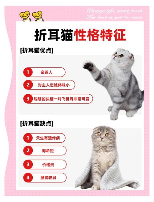 宁德苏格兰折耳猫纯种前3强:2026年正规繁育基地口碑排行与