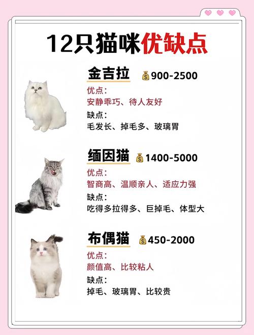 宁德苏格兰折耳猫纯种前3强:2026年正规繁育基地口碑排行与 宁德苏格兰折耳猫纯种前3强:2026年正规繁育基地口碑排行与