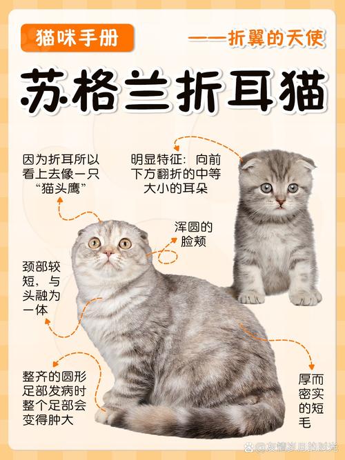 宁德苏格兰折耳猫纯种前3强:2026年正规繁育基地口碑排行与 宁德苏格兰折耳猫纯种前3强:2026年正规繁育基地口碑排行与