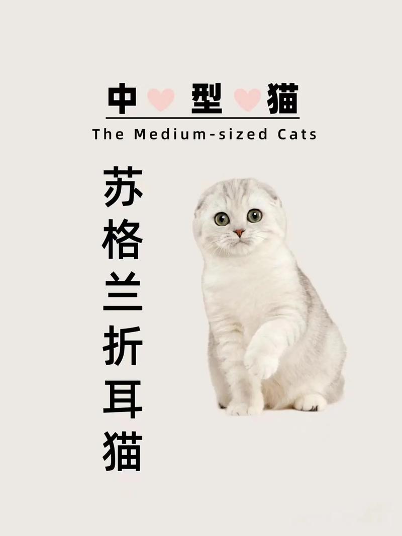 宁德苏格兰折耳猫纯种前3强:2026年正规繁育基地口碑排行与 宁德苏格兰折耳猫纯种前3强:2026年正规繁育基地口碑排行与