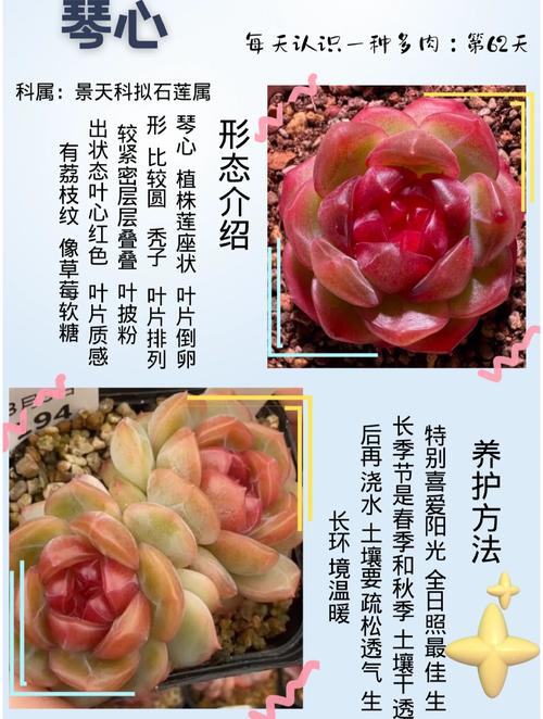 2026运城本地多肉植物推荐清单:盘点口碑好的种植基地与门店