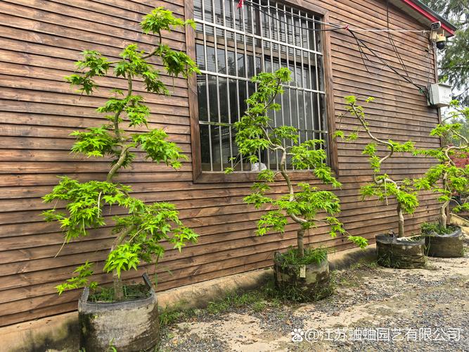 2026鄂州苗木盆景经销商TOP3推荐:专业厂家、口碑排名与