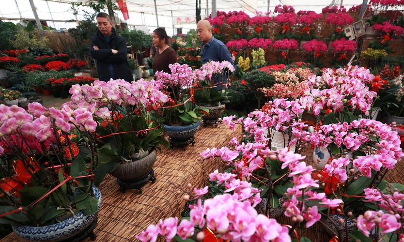 衡水鲜花批量采购供货商家5大优选：资质核实与避坑全攻略