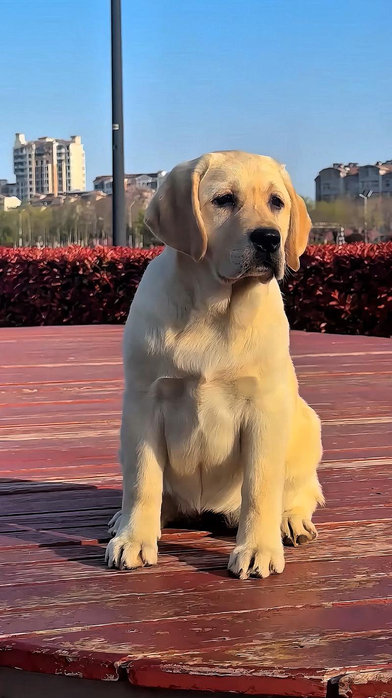 柳州拉布拉多正宗排行2026:正规犬舍推荐与避坑指南