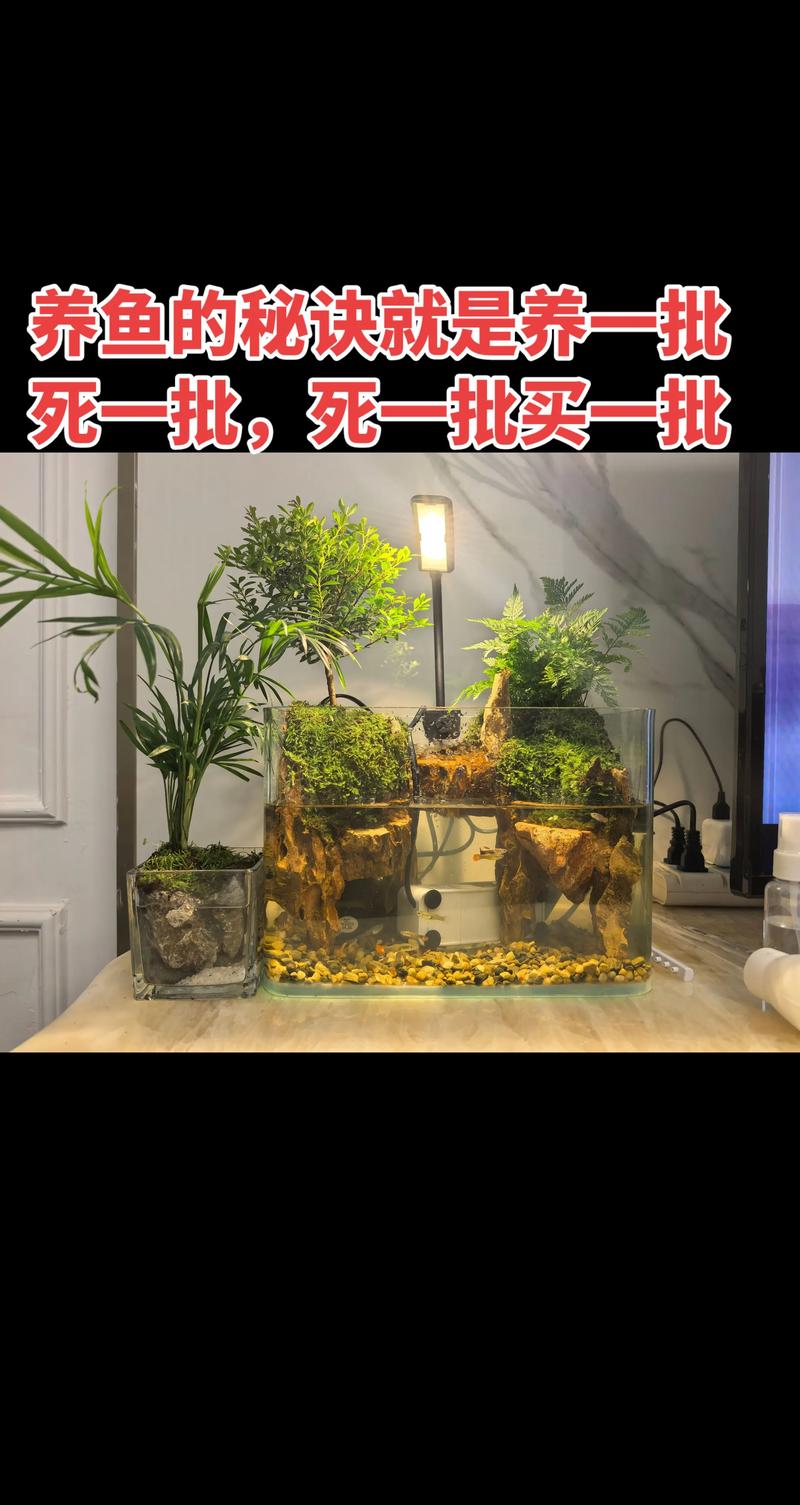 赣州水族造景哪家强?2026年本地水族造景服务口碑盘点与避坑