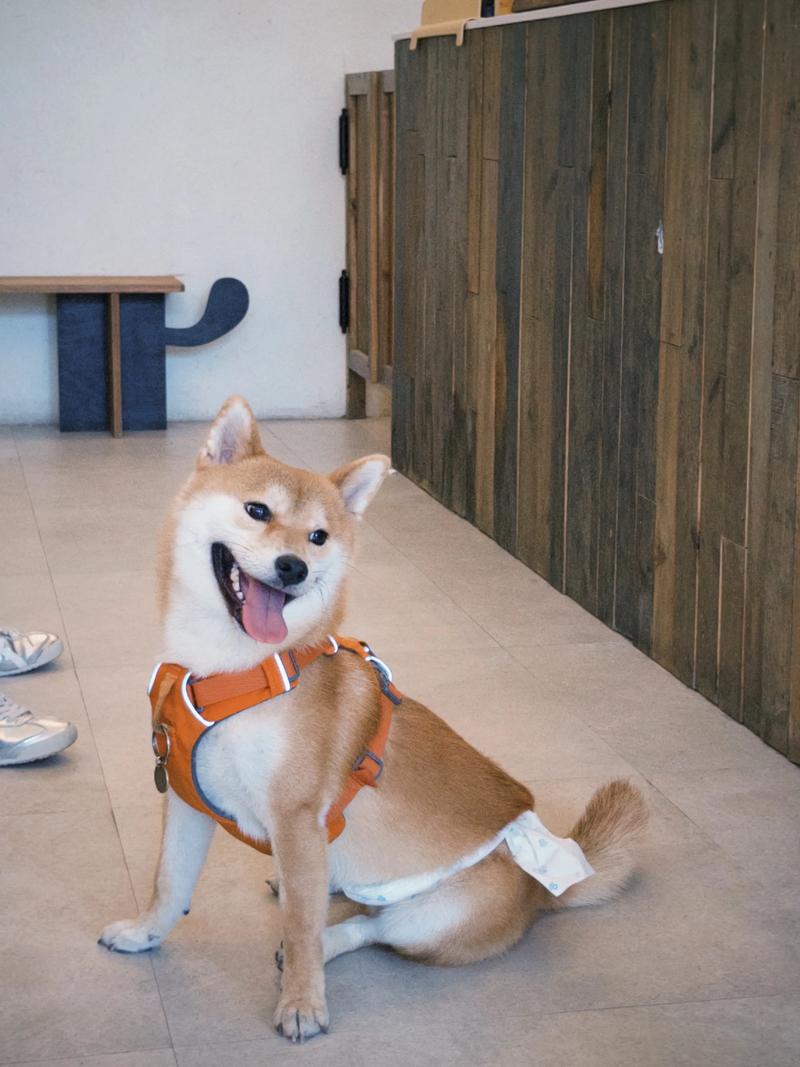 2026张家界柴犬配种前三强推荐:正规口碑排名前十犬舍大盘点
