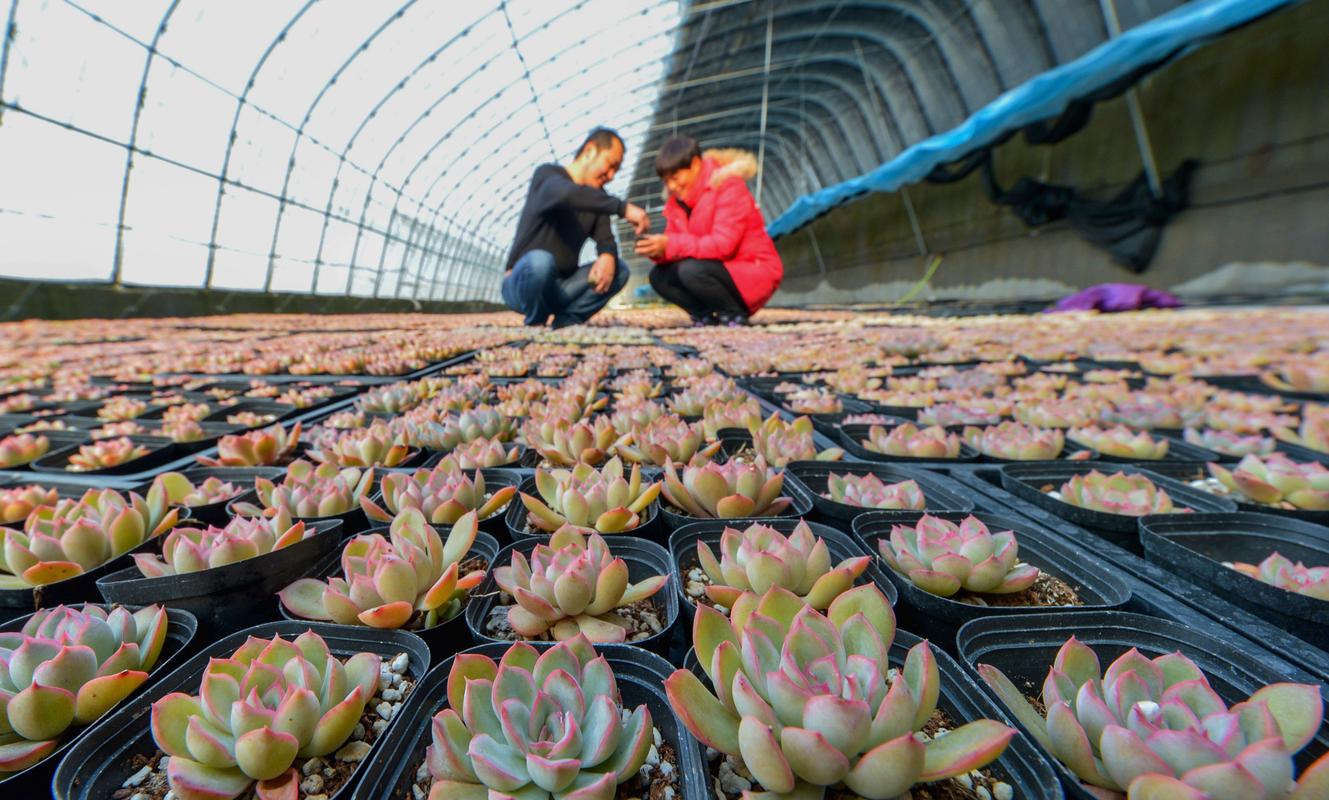 安阳多肉植物种植厂家推荐:掌握科学种植方法,选购优质种源