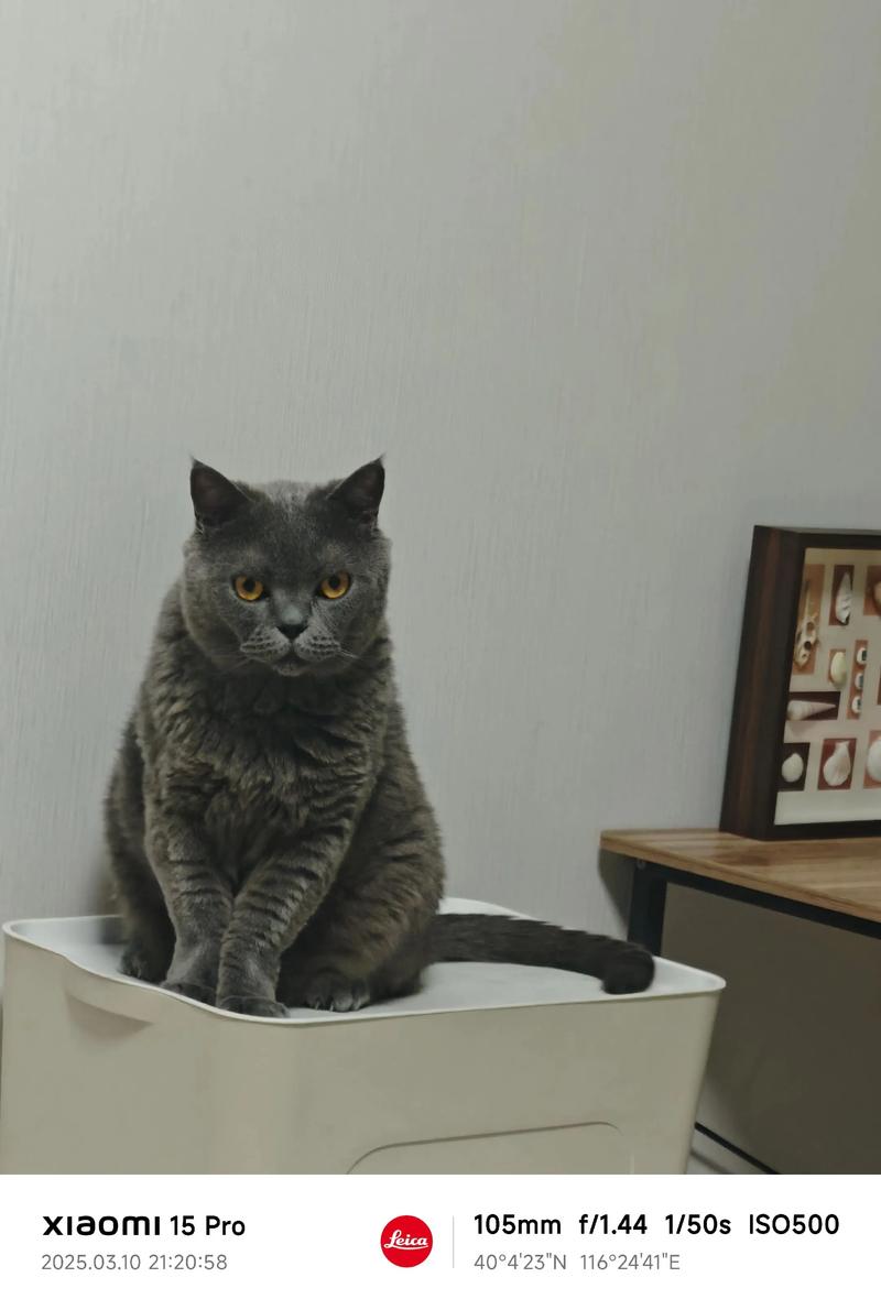 2026吉林蓝猫厂家5大推荐:正规靠谱、价格透明的蓝猫繁育基