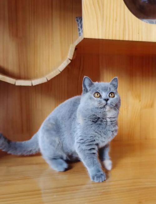 咸阳英短蓝猫出售口碑盘点:正规渠道选购指南与避坑技巧