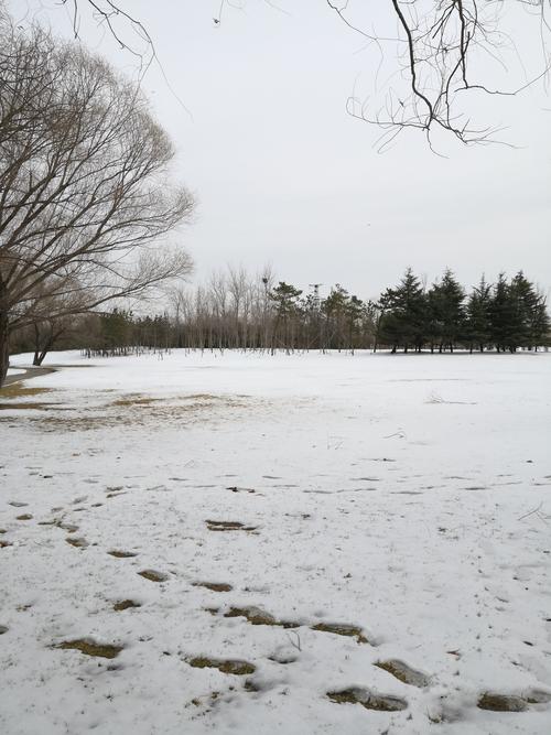 2026东营雪景度假旅游咨询正规指南:精选服务机构与避坑攻略