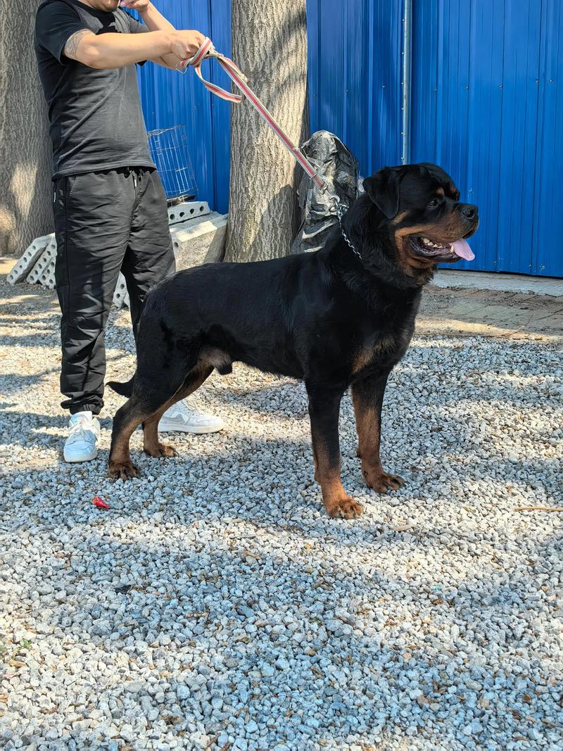 青岛罗威纳配种哪家好？2026年正规犬舍推荐与避坑指南