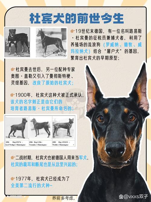 玉溪杜宾纯种怎么选?三套购买方案深度测评与避坑指南