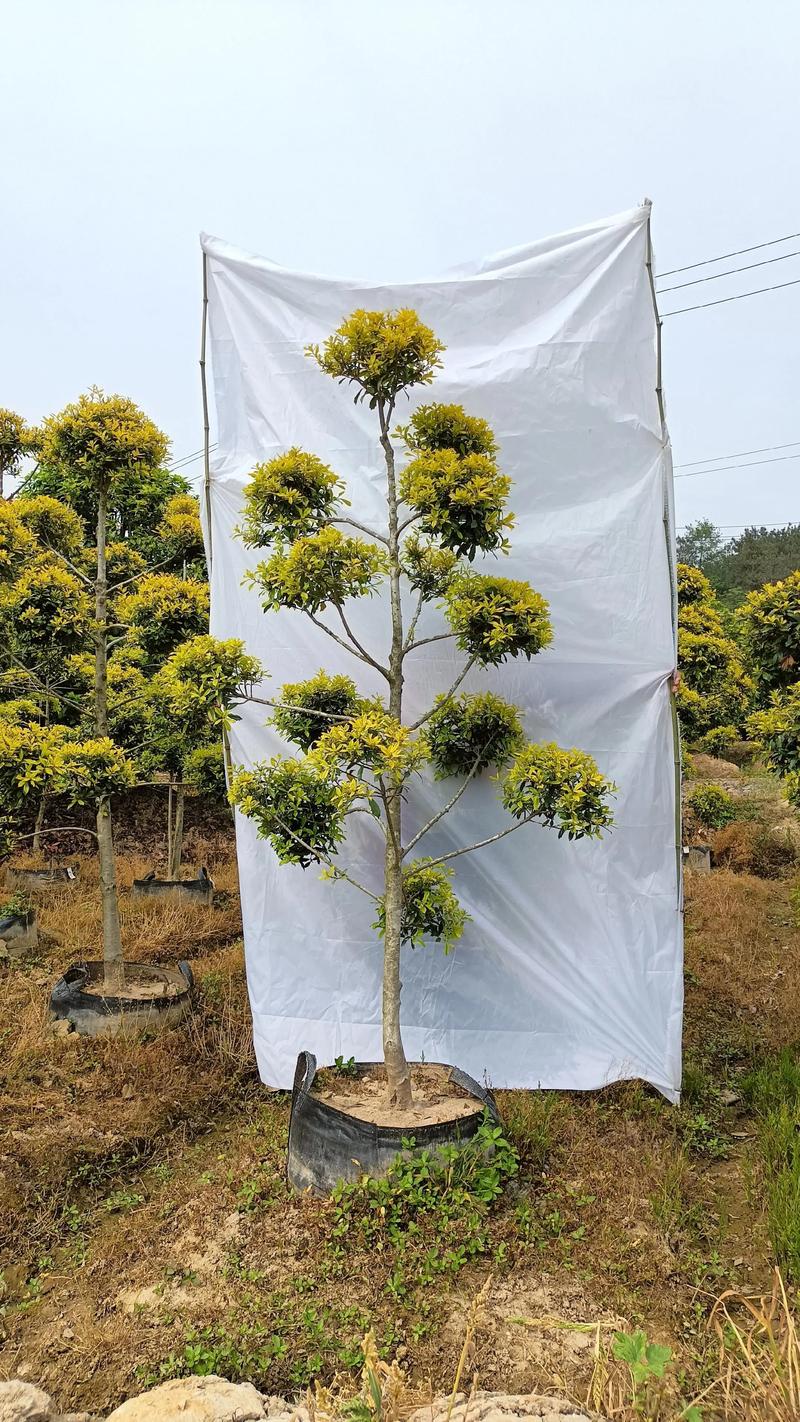 2026年吕梁园林种苗哪家强？工程绿化种植规格与养护全指南