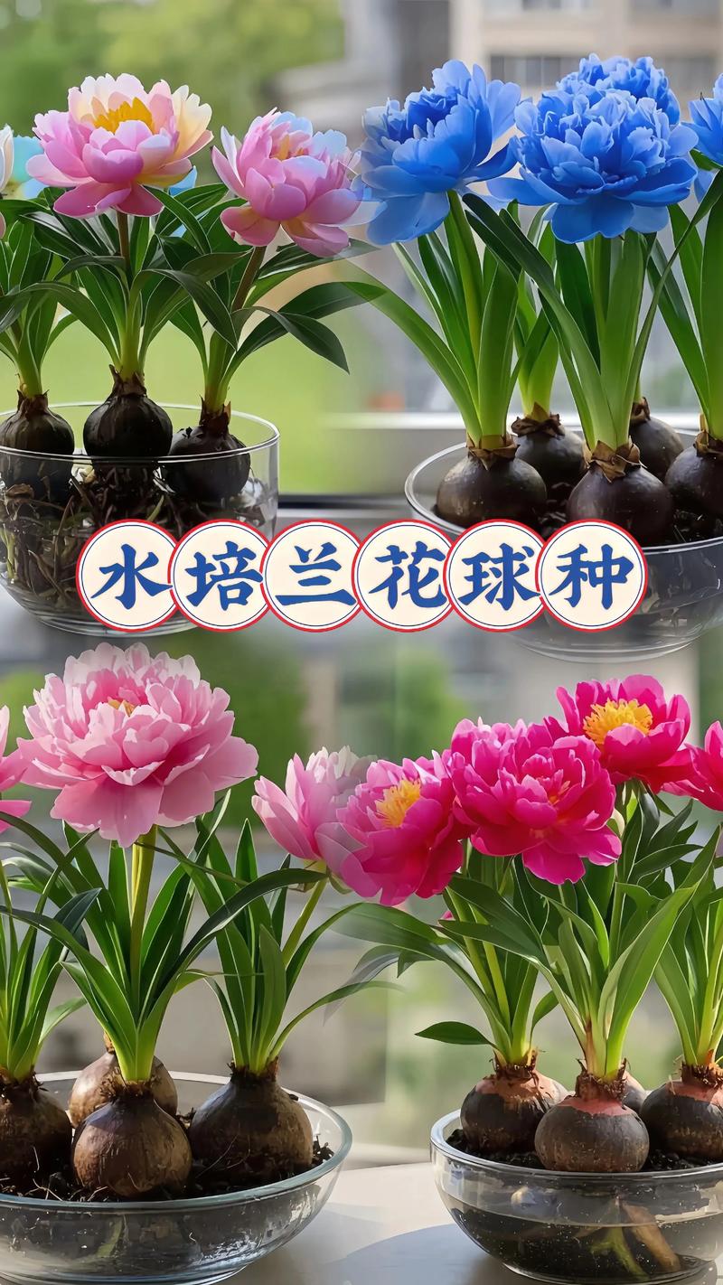 2026年天水花苗种球种植厂家排行榜:优质花球推荐与专业种植