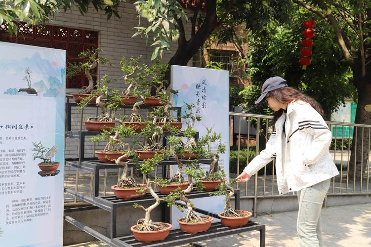 清远庆典演出盆景本地实体店专业推荐与选型指南 (2026)