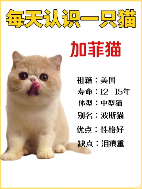 2026呼和浩特加菲猫厂家正规推荐:纯种正品选购与避坑全攻略 2026呼和浩特加菲猫厂家正规推荐:纯种正品选购与避坑全攻略