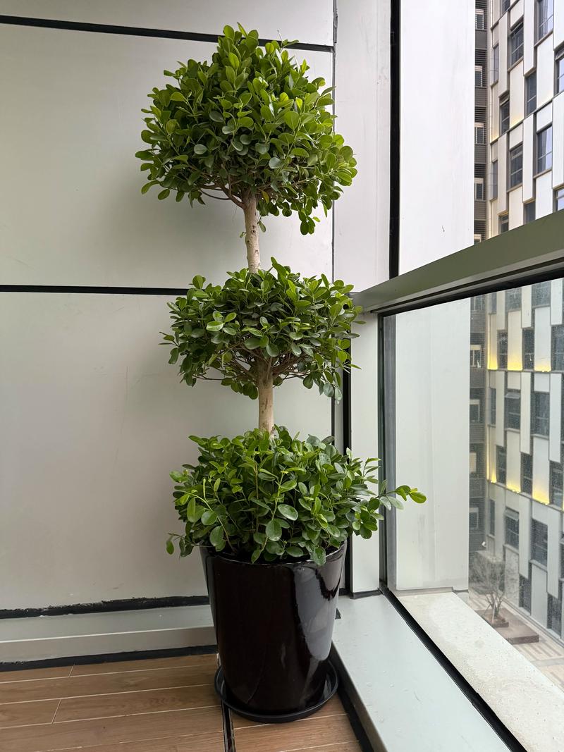 昆明租摆绿植上门养护团队哪家好?2026年正规服务商推荐清单