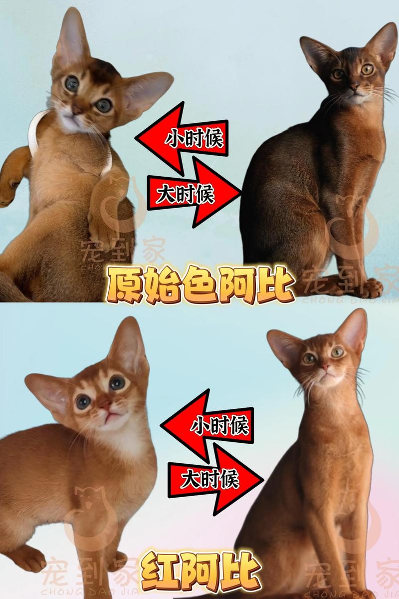 2026伊犁阿比西尼亚猫配种推荐清单:正规繁育机构甄选与行业