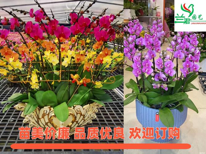 2026合肥盆景加工厂费用参考:正规厂家报价区间与避坑指南