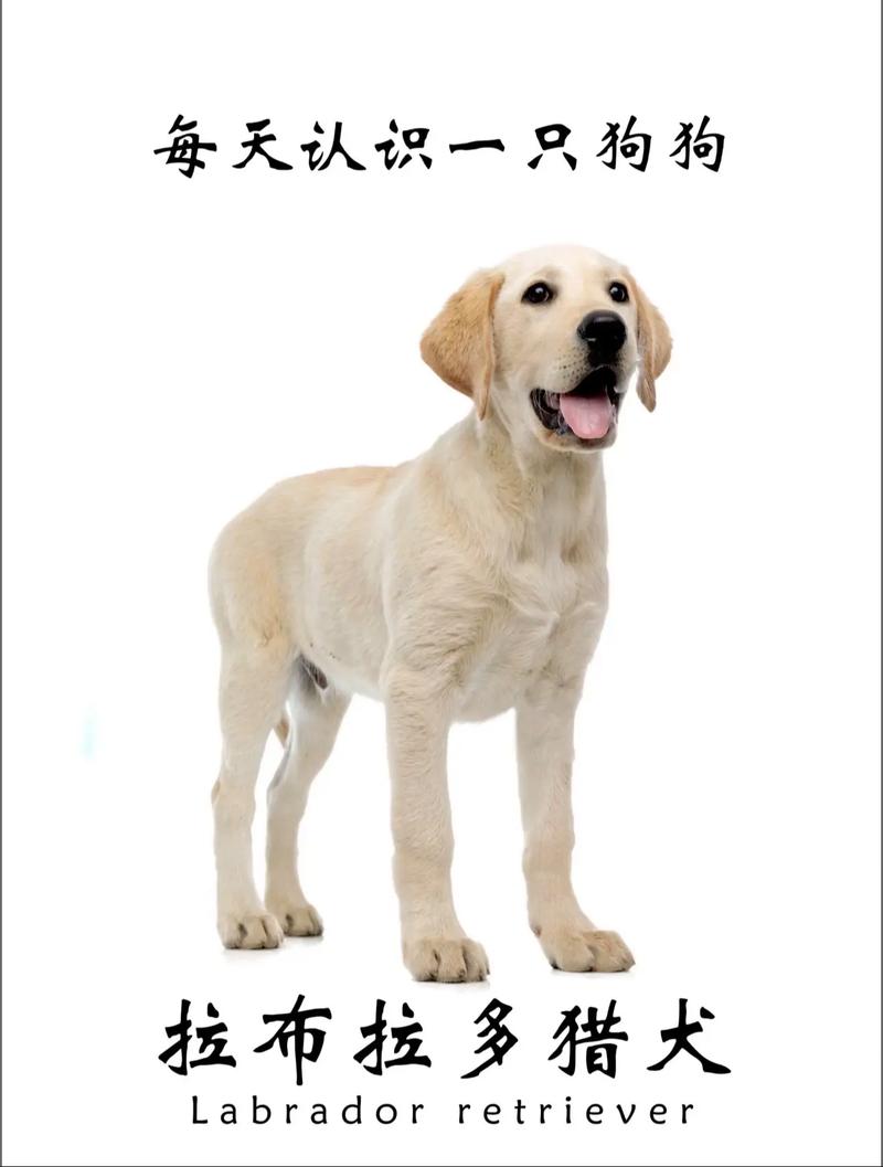 2026年拉萨拉布拉多正宗排名盘点：如何在拉萨挑选优质拉布拉