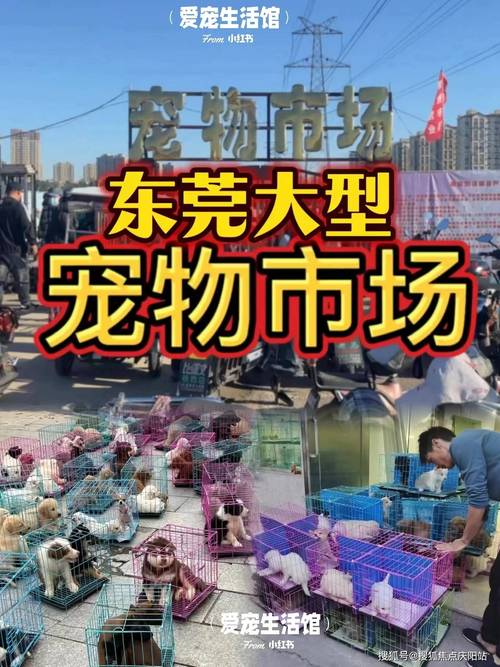 玉林本地宠物玩具售卖怎么选?2026年最新避坑指南与推荐清单