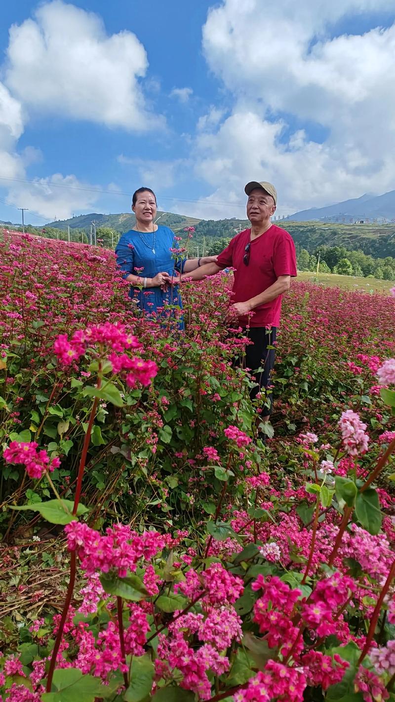 2026凉山鲜花绿植本地服务商前3强推荐：正规靠谱商家盘点